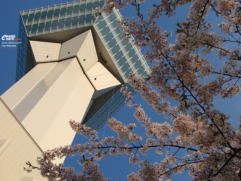 西日に照らされる桜と五稜郭タワー